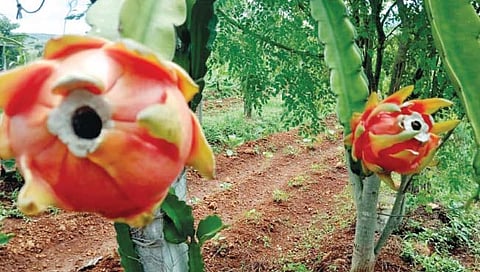 डोंगर उतारावर फुलवली ड्रॅगनफळ शेती!