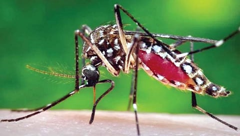 अमेरिकेत सोडणार
240 कोटी डास