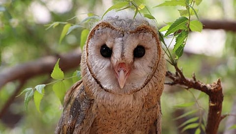 जिंतुर : ९१ व्या दिवशी गव्हानी घुबडाची छबी.