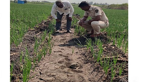 leopard : पन्नास फुटावरुन बिबट्या मादी आणि दोन बछड्यांनी फोडली डरकाळी, पती-पत्नी थोडक्यात बचावले
