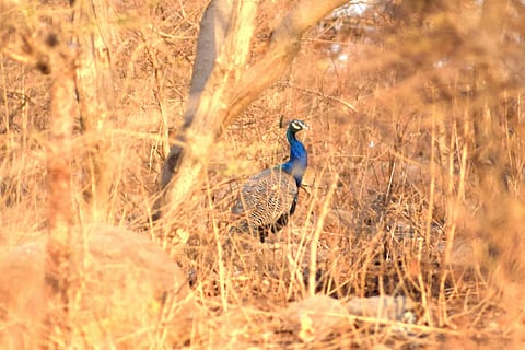 जीव व्याकूळला ; मोशीत मोरांची पाण्यासाठी वणवण