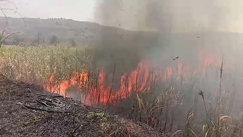 नाशिक : पेठ तालुक्यातील हरणगावात दोन एकर ऊस जळून खाक