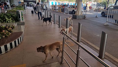 Pune Airport : पुणे विमानतळावर कुत्र्यांचा सुळसुळाट !
