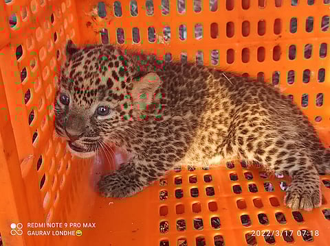 पुणे : वळती येथील ऊसशेतीत आढळले बिबट्याचे तीन बछडे