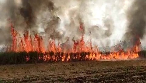 सातारा : वळसे येथे ५० एकरावरील ऊस जळून खाक