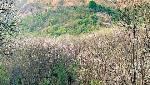 सातारा : शामगाव घाटात वृक्षांच्या रंगांची उधळण