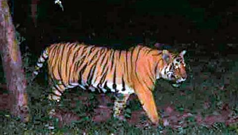 अडकूर येथील निकम-रेंगडेंच्या शेतात दिसलेला पट्टेरी वाघ.