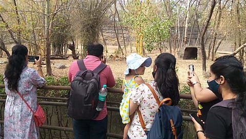 पुणे : तब्बल दोन वर्षांनंतर राजीव गांधी प्राणी संग्रहालय खुले