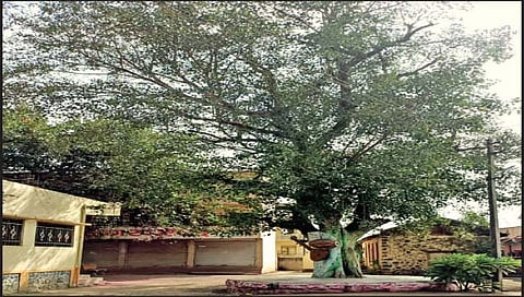 कराड : मलकापूरची हवा शुद्ध व आरोग्यदायी