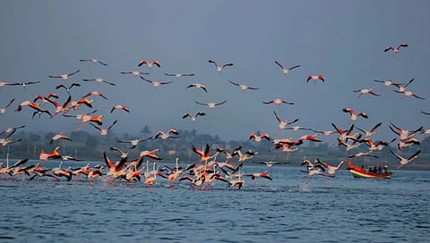 Ujani dam पुणे : उजनीचा काठ फ्लेमिंगोंनी बहरला