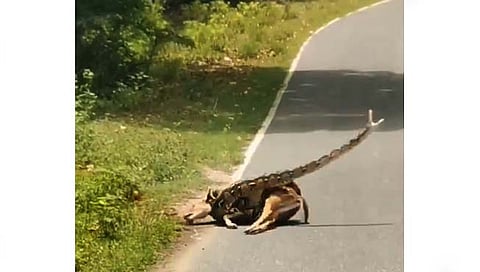 Viral Video : …अशी झाली अजगराच्या मगरमिठीतून नाजूक हरणाची सुटका