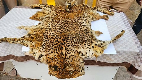 आळेफाटा : बिबट्याची कातडी तस्करी करणारी टोळी जेरबंद