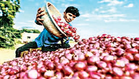 नाशिक : उन्हाळ कांद्याच्या दरात दोनशे रुपयांची घसरण