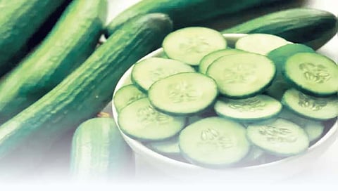 ब्रिटनमध्ये एक काकडी मिळते 42 रूपयांना