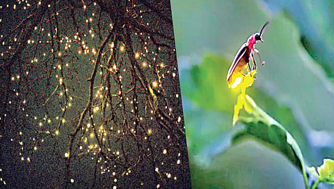 नाशिक : दोन वर्षांनंतर यंदा चमचमणार काजवा महोत्सव ; वन्यजीव विभागाच्या तयारीला वेग