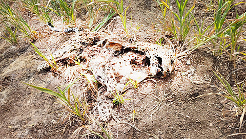 कुजलेल्या अवस्थेत आढळला बिबट्या,www.pudhari.news