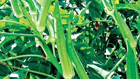 कृषितंत्र : तंत्र भेंडी काढणीचे