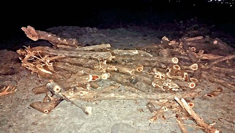 कराड : पाटण तालुक्यात खैर वृक्षाची विनापरवाना तोड