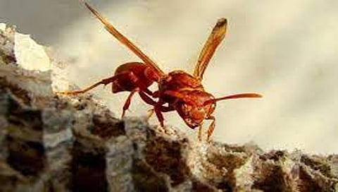 गांधील माशी चावल्याने पोलिसाचा मृत्यू ; नाशिकच्या दिंडोरी पोलिस ठाण्यातील घटना