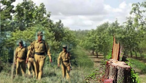 कडेगाव : वांगी येथे चंदनाच्या झाडाची चोरी