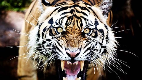 चंद्रपूर : पट्टेदार वाघाने मध्यरात्री घरात घुसून ८९ वर्षीय महिलेचा घेतला बळी