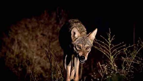 प्रातिनिधिक फोटो