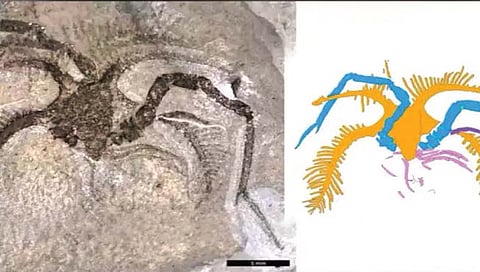 45 कोटी वर्षांपूर्वीच्या प्राण्याचे जीवाश्म