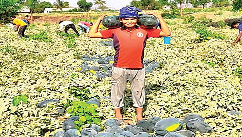 टरबूज शेतीतून उन्नतीचा प्रयोग ; 70 दिवसांत 10 लाखांचे उत्पन्न