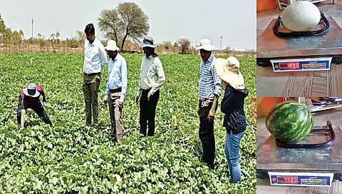 बियांविरहित टरबूज खाणार भाव, दाभाडीचे शेतकरी निकम यांचा प्रयोग