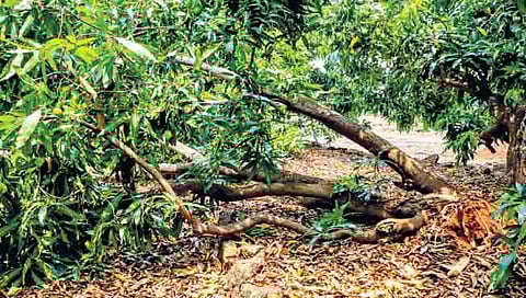 तळेबाजार वादळी पावसामुळे आंबा बागायती अशा जमीनदोस्त झाल्या.