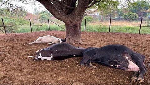 पुणे : वीज पडून शेतकऱ्याच्या तीन गाई ठार