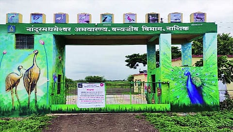 नांदूरमध्यमेश्वर : ’पक्षितीर्था’च्या गंगाजळीला ओहोटी ; पर्यटकांची संख्या रोडावली