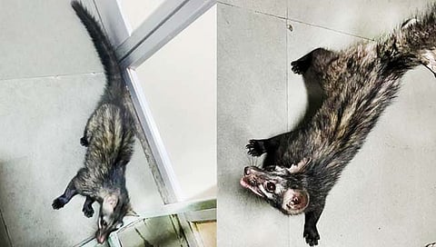 नागपूर : इंदिरा गांधी रुग्णालयात सापडला दुर्मीळ ‘मसण्याऊद’