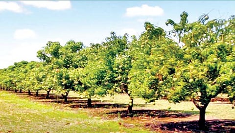 राज्यात ‘मनरेगा’तून 40 हजार हेक्टरवर फळबागा