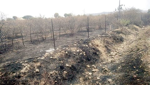 नाशिक : बागेत आगीने पेट घेतला अन् क्षणार्धात होत्याचं नव्हतं झालं…