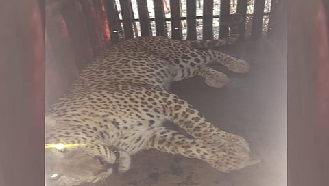 बिबट्या जेरबंद,www.pudhari.news