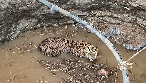 धुळे : विहिरीत पडलेल्या बिबट्याला वनविभागाने काढले बाहेर