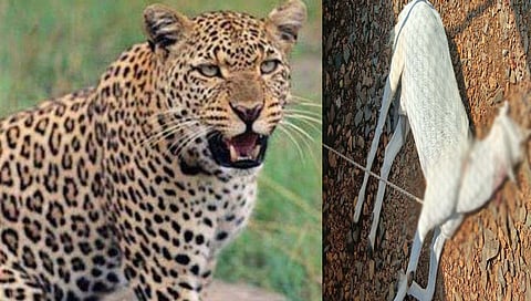 अजिंठा : पिंपळदरी येथे बिबट्याच्या हल्ल्यात दोन शेळ्या ठार