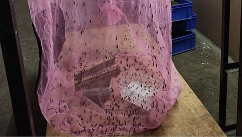 ब्लॅक सोल्जर फ्लाय प्रकल्प