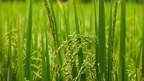 नाशिकच्या इगतपुरी तालुक्यात 32 भात उत्पादक शेतकर्यांची फसवणूक