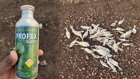 भीमा नदी : पाणी बनतंय विषारी ! मासेमारीसाठी केला जातोय कीटकनाशकांचा वापर