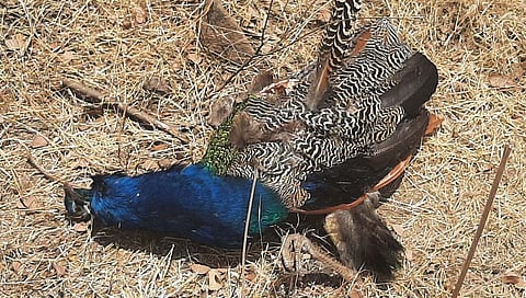 राजगुरूनगर : दावडी येथे १५ मोरांचा मुत्यू, कारण अस्पष्ट