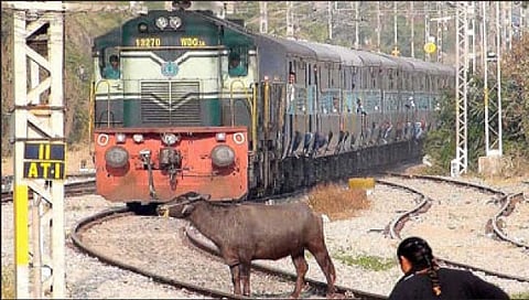 राजापूर : रेल्वे ट्रॅकवर दगावताहेत गुरे; शेतकर्यांचे नुकसान