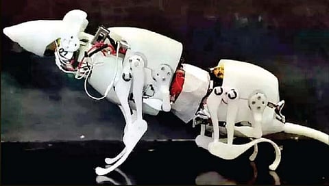 Robot rat : शास्ञज्ञांनी तयार केलेला रोबोट उंदीर पाहीला का?