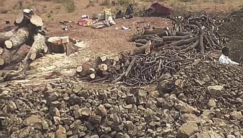 अक्कलकोटमध्ये वृक्षांची कत्तल करणाऱ्यांवर कारवाई; वनविभाग बघ्याच्या भूमिकेत