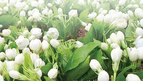 पीकपाणी : हमखास उत्पन्नाचा सुवासिक पर्याय