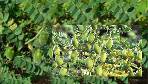 हरभरा पीक आणि तण