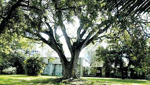 ‘हेरिटेज ट्री’ची सोलापुरात खाणच