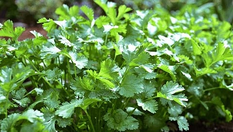 कोथिंबीर उत्पादकाला आता ‘गणिता’ची मदत ! डॉ. दादासाहेब गोडसे आणि डॉ. अनिल गोरे यांचे संशाेधन