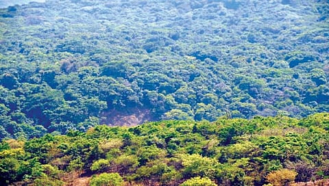 धुळे : वन्यप्राण्यांच्या हल्ल्यांमुळे होणार्या नुकसानीसाठी तातडीने उपाययोजना कराव्यात-आ.कुणाल पाटील